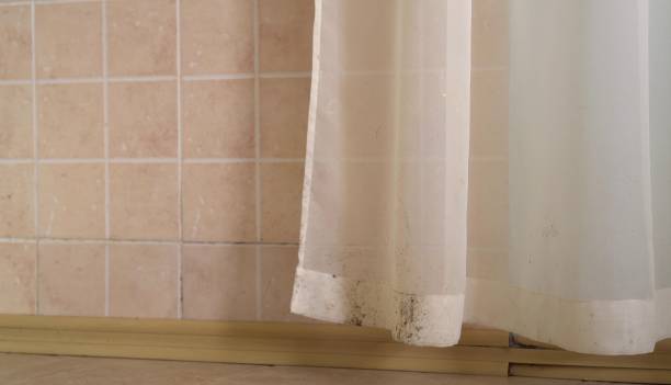 Best Black Mold Removal  in South Bloomfield, OH