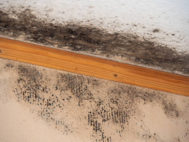 Trusted South Bloomfield, OH Mold Removal Experts