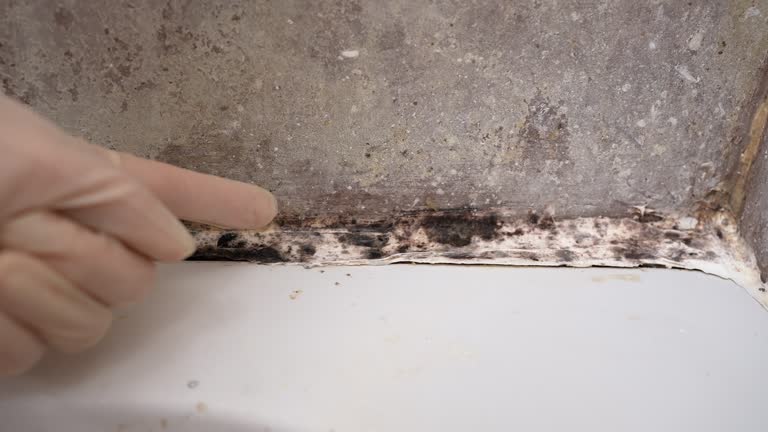 Best Emergency Mold Remediation  in South Bloomfield, OH
